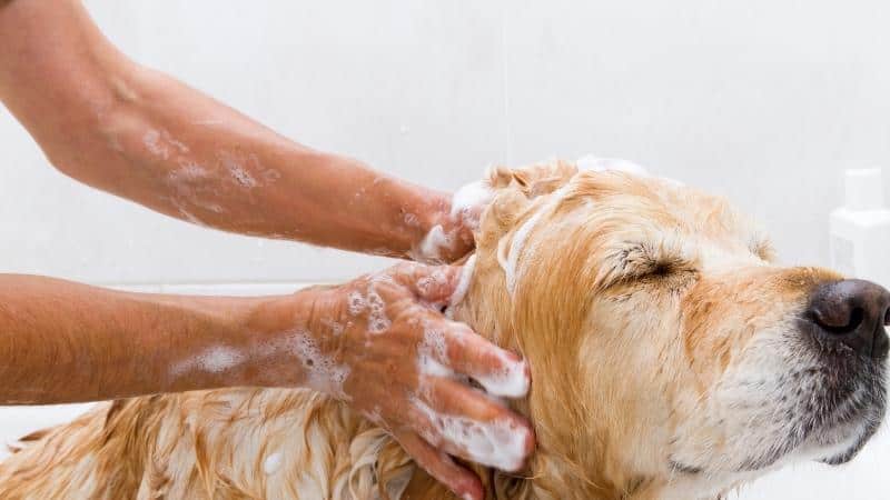 Reasons Why Dove Body Wash is Harmful to Your Dog