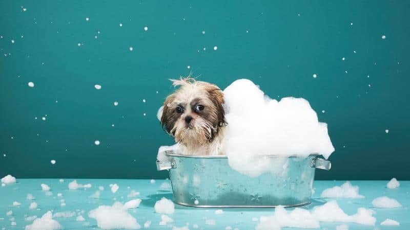 What Occurs When You Wash Your Dog with a Human Soap