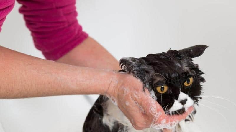 Can I Use Baby Shampoo on My Cat